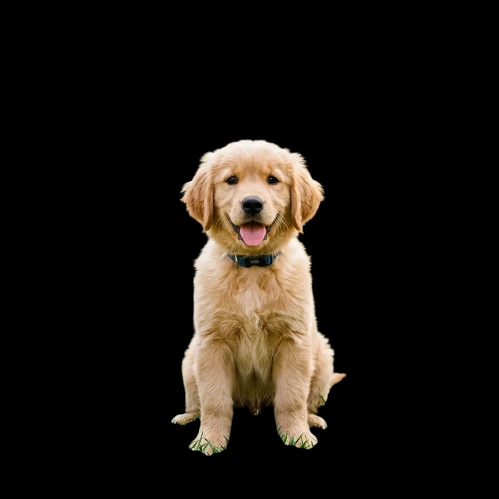 Arka planı kaldırılmış evcil hayvan