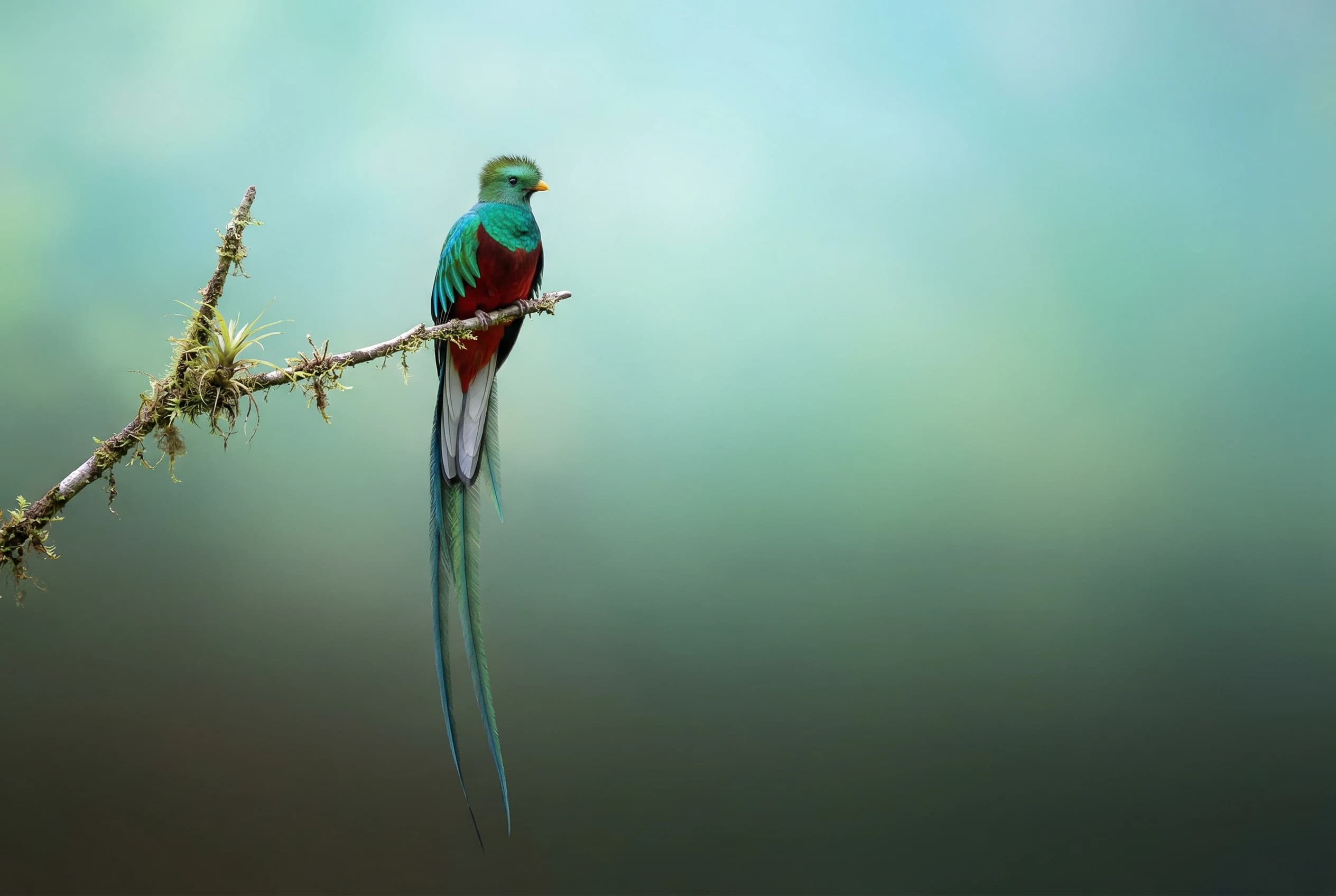 Contoh wallpaper resplendent quetzal rasio 3:2