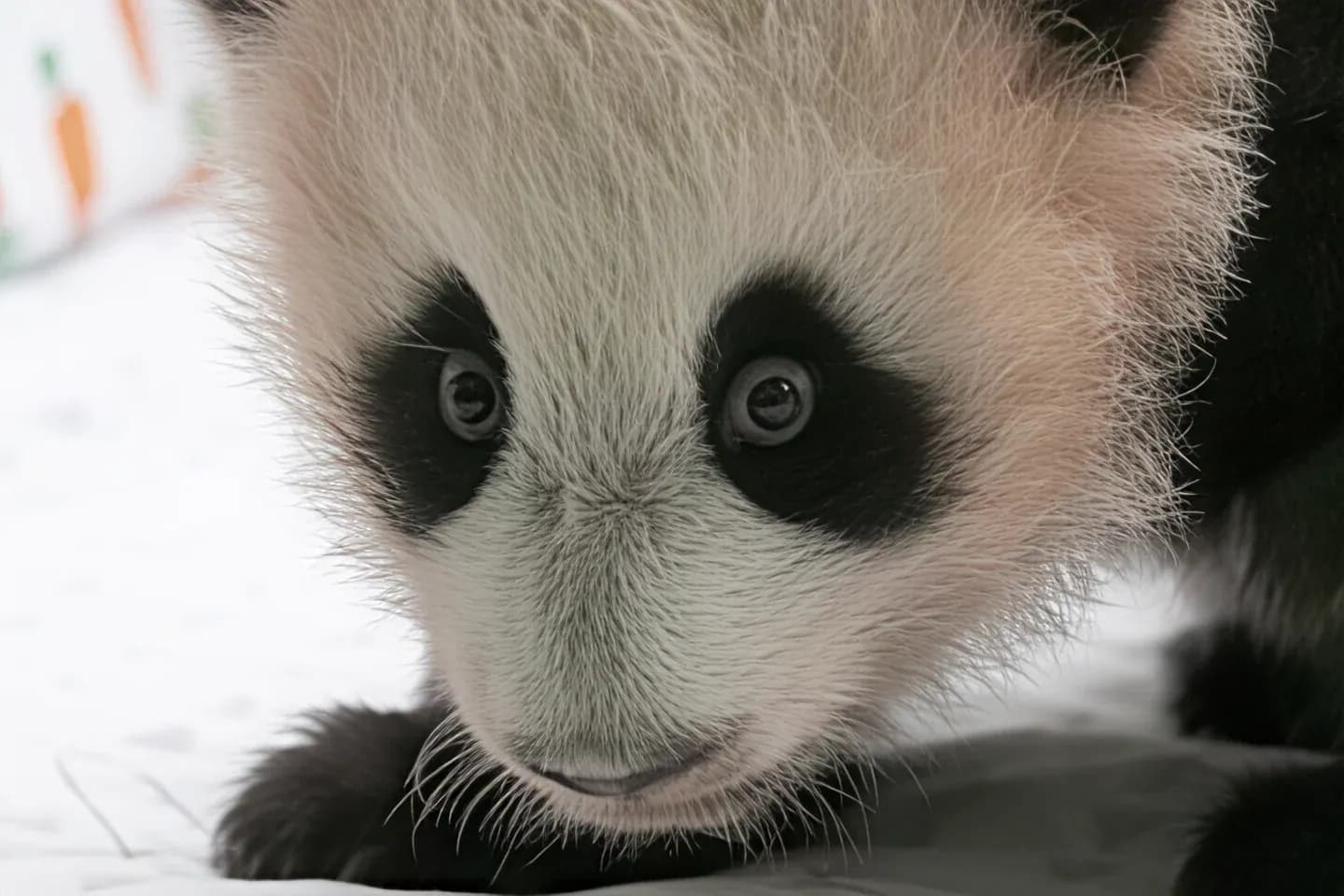 AI でアップスケールした高解像度の動物写真